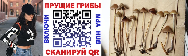 сайты даркнета состав  Майкоп  Псилоцибиновые грибы прущие грибы  ссылка на мегу онион 